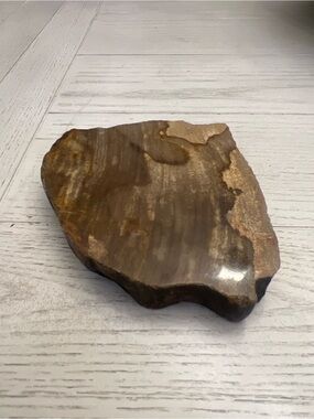 Large Polished Petrified Wood Slab / Natural Fossil Stone Display Piece 5–6”